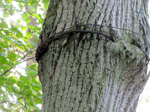 hooks on the trees